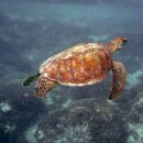 Green Turtle 15