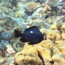 Damsel fish 21