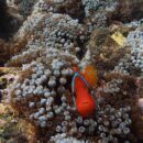 Clown fish  23