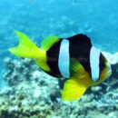 Clown fish 24