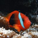 Clown fish  25