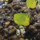 Butterfly fish 27